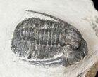 Cornuproetus Trilobite #16126-1